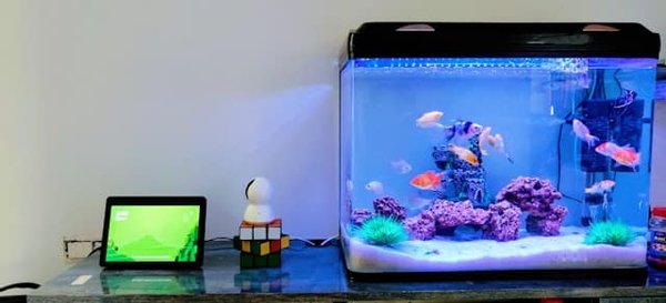 Quels conseils pour maintenir un aquarium d'eau douce dans un salon ?