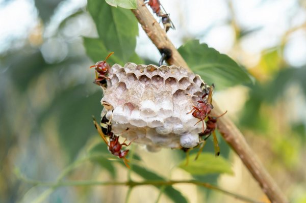 Destruction nid de guêpes à seine-saint-denis : agissez vite !